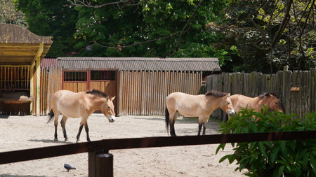 Przewalski horses grazing peacefully in a zoo's open air enclosureの写真素材