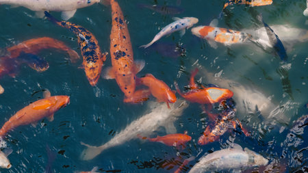 River fish gathering in water awaiting food during summer feeding time.の写真素材