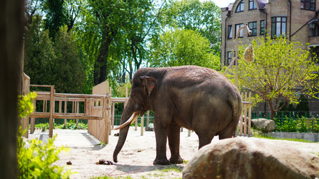 Peaceful elephant inside zoo paddock surrounded by trees and fenceの写真素材
