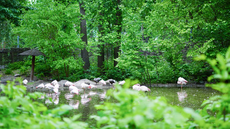 Flamingos wading near black swans on lake in serene park environmentの写真素材