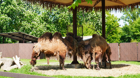 Przewalski horses grazing peacefully in a zoo's open air enclosureの写真素材