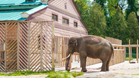 Peaceful elephant inside zoo paddock surrounded by trees and fenceの写真素材