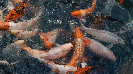 Freshwater river fish group waiting near the surface for food during daylight.