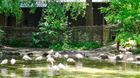 Flamingos wading near black swans on lake in serene park environmentの写真素材