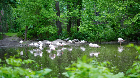 Flamingos wading near black swans on lake in serene park environmentの写真素材