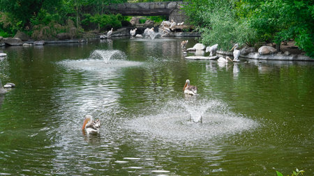 Large pelicans swimming and resting on a sunny summer lake shore.の写真素材