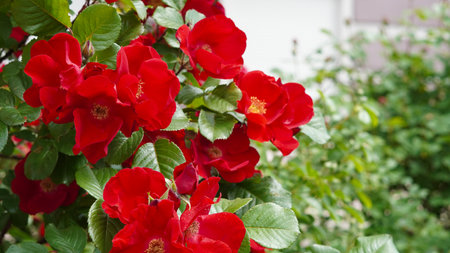 Natural red flowers blooming among green leaves in a summer garden.の写真素材