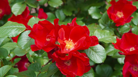 Bright red wild rose flowers with green leaves in natural sunlight.の写真素材