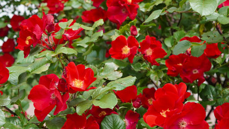 Bright red wild rose flowers with green leaves in natural sunlight.の写真素材