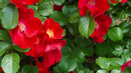 Bright red blooming roses in sunlight with fresh green foliage.の写真素材