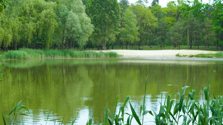 Quiet lake in wooded park area ideal for family picnic and relaxation.の写真素材