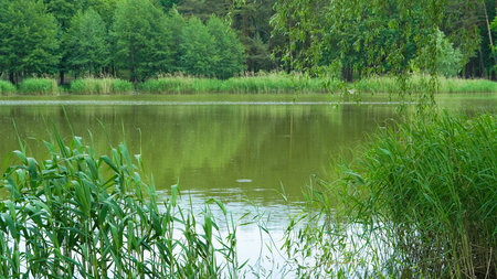 Lake in green forest park, perfect place for quiet summer picnic time.の写真素材