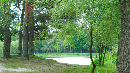 Lake in green forest park, perfect place for quiet summer picnic time.の写真素材