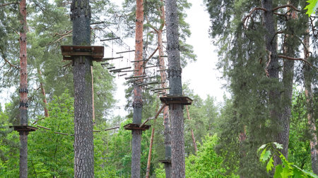 Empty rope park in pine forest designed for children's outdoor activities.の写真素材