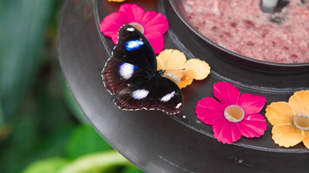 Butterfly breeding concept with insect resting in controlled habitat.の写真素材