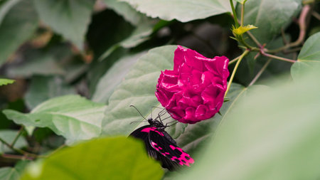 Delicate butterfly captured in soft lighting.の写真素材
