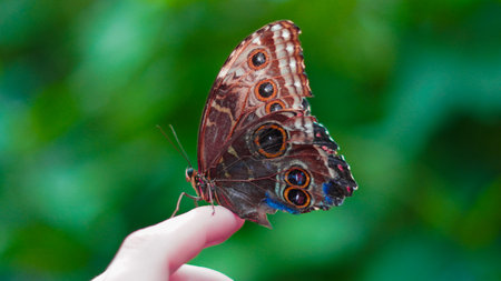 Macro photography of butterfly with focus on fine wing texture details.の写真素材