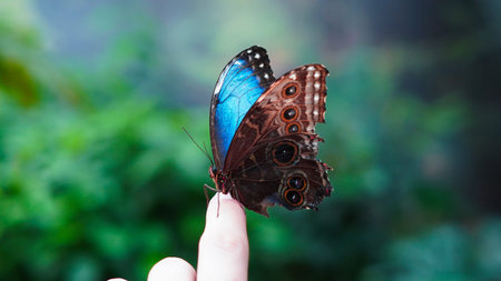 Butterfly in natural light showing fragile wings and colorful pattern.