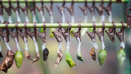 Butterfly pupae clipped and waiting for transformation in nature center.の写真素材