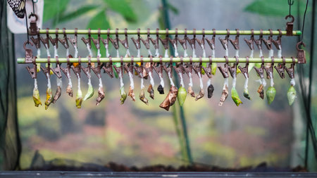 Butterfly pupae hanging on clips in breeding station before transformation.の写真素材