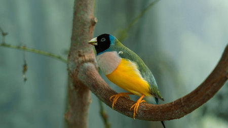 Finch bird with bright plumage resting on tree branch in daylight view.