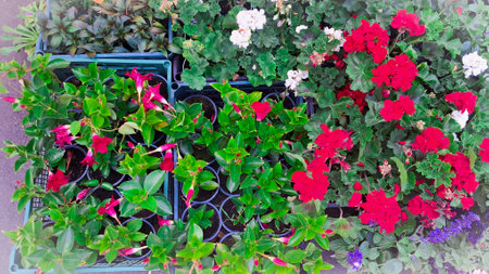 Hanging and tray flowers on local market display with bright garden colors.の写真素材