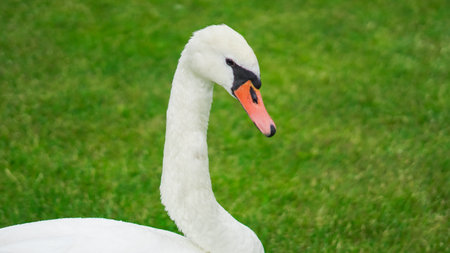 Graceful white swan strolling freely in city park full of summer greenery.の写真素材