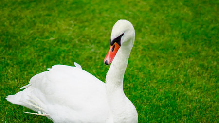 White swan walking and grazing in lush green park on a summer day.の写真素材