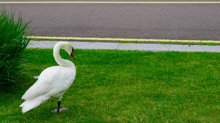 Swan in white feathers slowly walking in green park during warm daylight.の写真素材