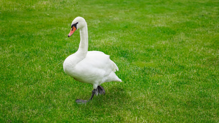 White swan walking and grazing in lush green park on a summer day.の写真素材