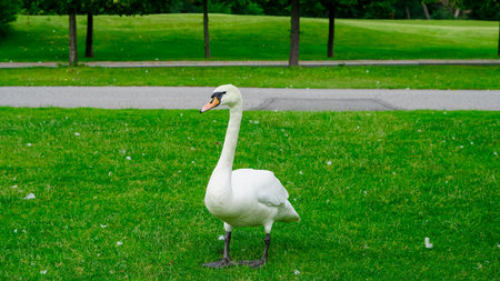 Graceful white swan strolling freely in city park full of summer greenery.の写真素材