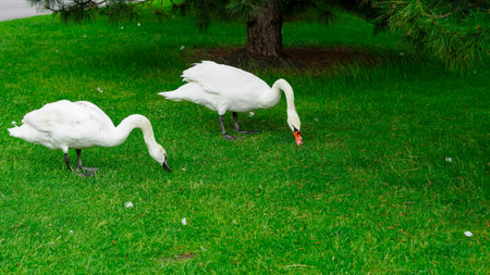 White swan exploring green park under sun in peaceful natural setting.の写真素材