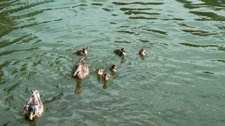 Wild duck family swimming peacefully on the lake in spring sunlight.の写真素材