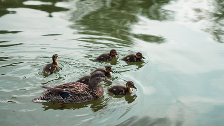 Wild duck family swimming peacefully on the lake in spring sunlight.の写真素材