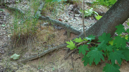 Exposed tree roots spreading over forest ground in natural environment,の写真素材