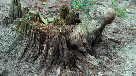 Root structures intertwining with earth on peaceful forest trail scene.の写真素材