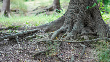Exposed tree roots spreading over forest ground in natural environment,の写真素材