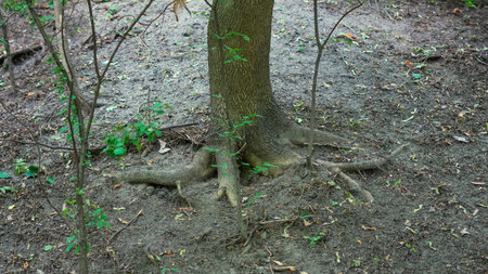 Detailed texture of forest roots system in raw and earthy surroundings.の写真素材