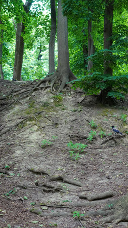Natural forest roots structure with moss and soil in untouched woodland.の写真素材