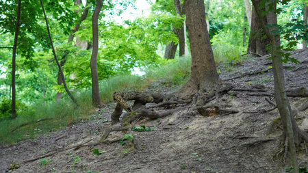 Twisted tree roots in deep forest landscape with natural earthy tones.の写真素材