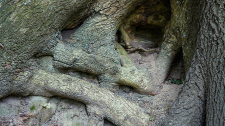 Twisted tree roots in deep forest landscape with natural earthy tones.の写真素材
