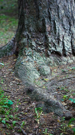 Root structures intertwining with earth on peaceful forest trail scene.の写真素材
