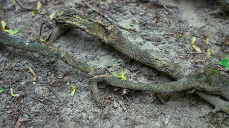Botanical roots in woodland with tree base and lush wild forest floor.の写真素材