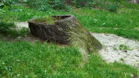 Organic root system spread across woodland ground under tree canopy.の写真素材