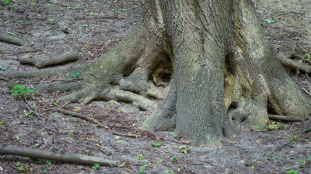 Natural forest roots structure with moss and soil in untouched woodland.の写真素材