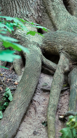 Organic root system spread across woodland ground under tree canopy.の写真素材