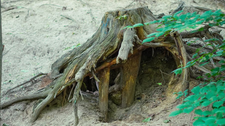 Detailed texture of forest roots system in raw and earthy surroundings.の写真素材
