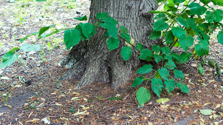 Root structures intertwining with earth on peaceful forest trail scene.の写真素材