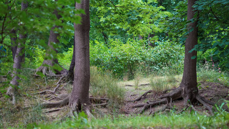Exposed tree roots spreading over forest ground in natural environment,の写真素材