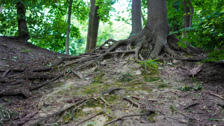 Botanical roots in woodland with tree base and lush wild forest floor.の写真素材